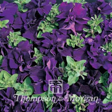 Riippapetunia Double Cascade Blue (siemenet)