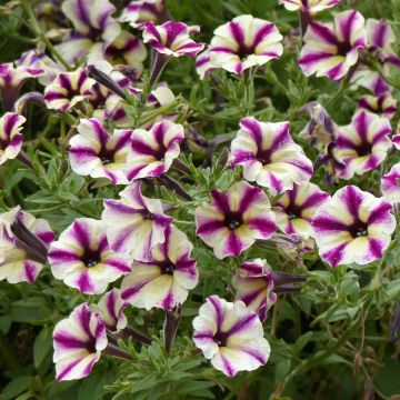 Tarhapetunia Dreamstar