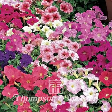 Tarhapetunia Fantasy (siemenet)