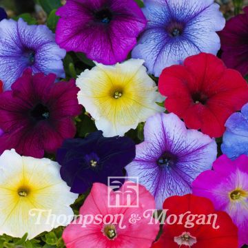 Riippapetunia T&Ms Global (siemenet)