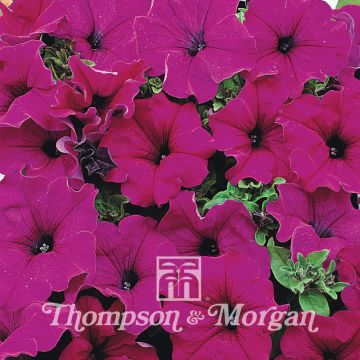 Riippapetunia Lady Purple Hybride F1 (siemenet)