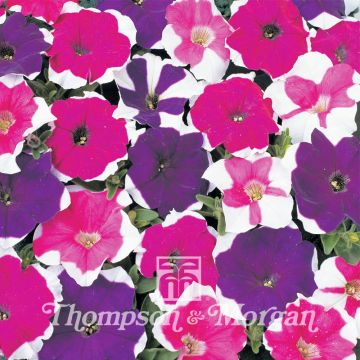 Tarhapetunia Mini Bella Picotee Mixed (siemenet)