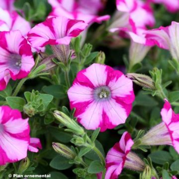 Tarhapetunia Supertunia Mini Blast Rose