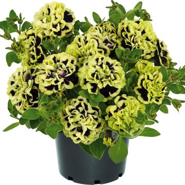 Tarhapetunia Mystical Midnight Gold