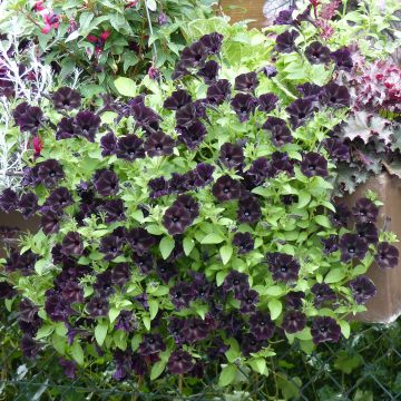 Tarhapetunia Black Ray