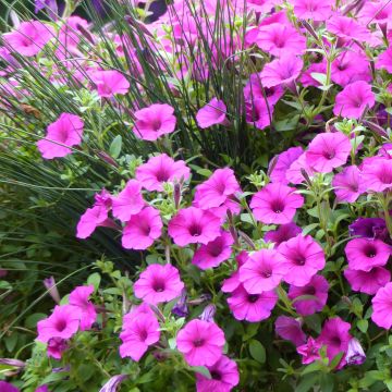 Riippapetunia Pure Raspberry