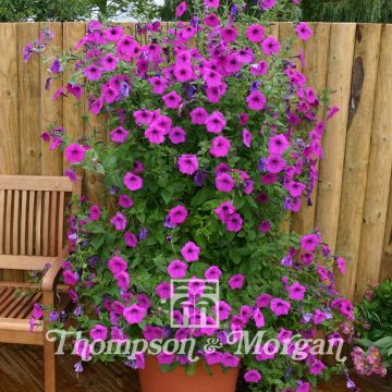 Tarhapetunia Purple Tower (siemenet)