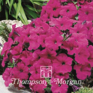 Tarhapetunia Purple Velvet (siemenet)