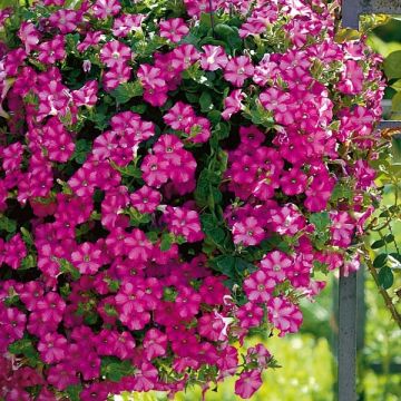 Tarhapetunia Supertunia Raspberry Blast