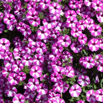 Tarhapetunia Raspberry Star