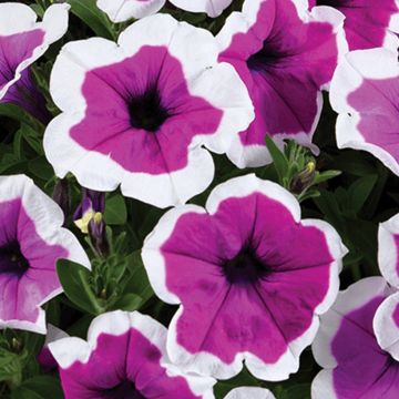 Tarhapetunia Red Carpet Collection Rimarkable