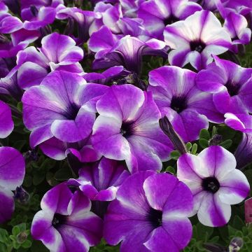 Tarhapetunia Red Carpet Orchid Frost