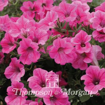 Tarhapetunia Rose Vein Velvet (siemenet)