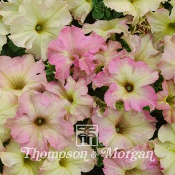 Tarhapetunia Antique Shades (siemenet)