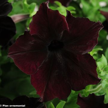 Tarhapetunia Sophistica Blackberry