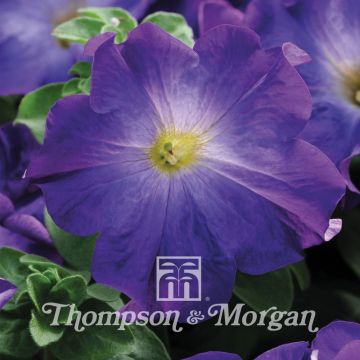 Tarhapetunia Sophistica Blue Morn (siemenet)