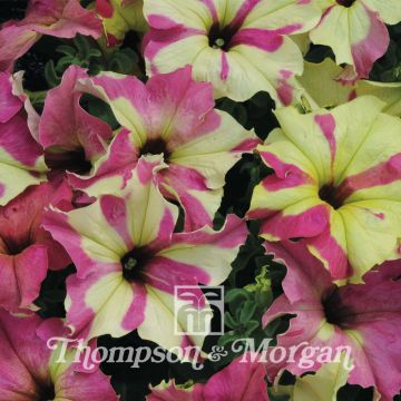 Riippapetunia Sophistica Lime Bicolour (siemenet)