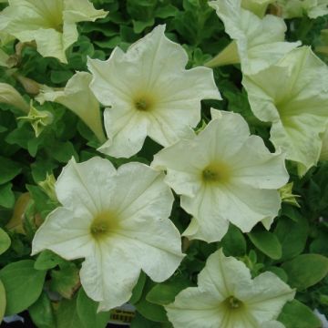 Tarhapetunia Sophistica Lime Green