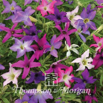 Tarhapetunia Sparklers (siemenet)
