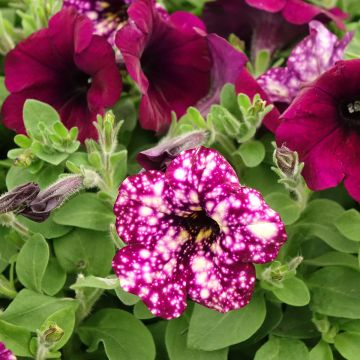 Tarhapetunia Splash Dance Magenta Mambo