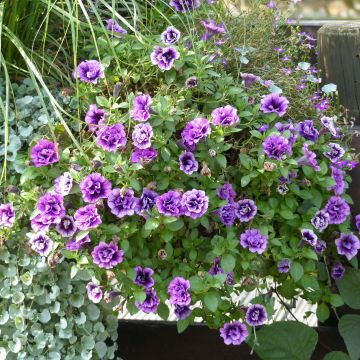 Tarhapetunia Sugar Plum