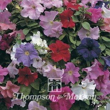 Riippapetunia Super Cascade Improved (siemenet)