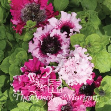 Riippapetunia Superbissima (siemenet)