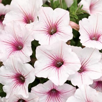Tarhapetunia Supertunia Vista Silverberry