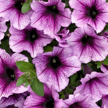 Tarhapetunia Supertunia Bordeaux Purple Vein