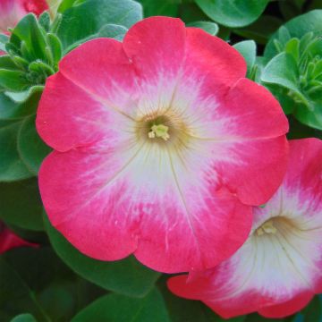 Riippapetunia Coral Morn