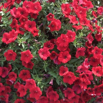 Riippapetunia Deep Red