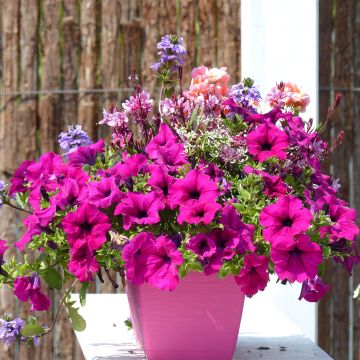 Riippapetunia Purple