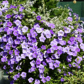 Riippapetunia Sky Blue