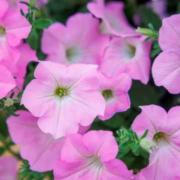 Tarhapetunia Surfinia Trailing Big Pink