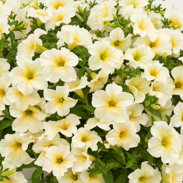 Tarhapetunia Surfinia Trailing Light Yellow