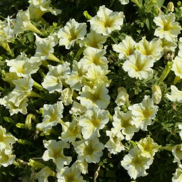 Riippapetunia Yellow