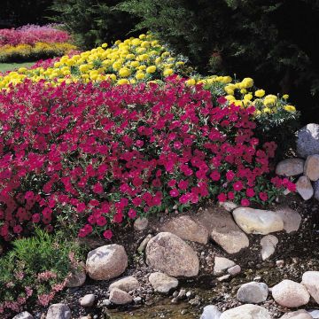 Tarhapetunia Tidal Wave F1 Cherry