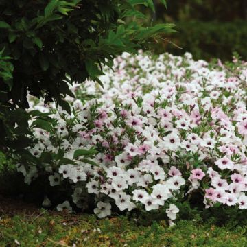 Tarhapetunia Tidal Wave F1 Silver