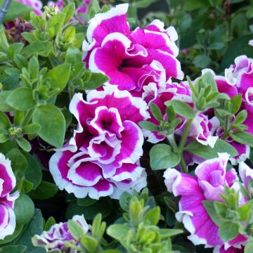 Tarhapetunia Tumbelina Anna