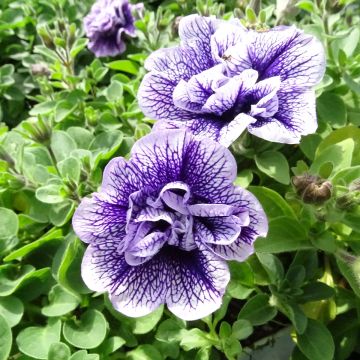 Tarhapetunia Tumbelina Priscilla