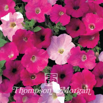 Tarhapetunia Waves Mixed (siemenet)