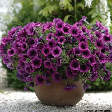 Tarhapetunia Merlot