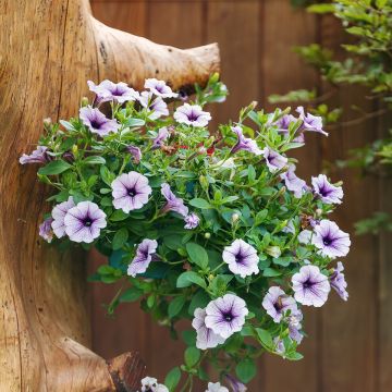 Riippapetunia Blue Vein