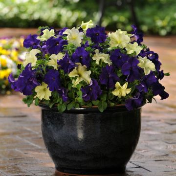 Tarhapetunia Blueberry Lime (siemenet)