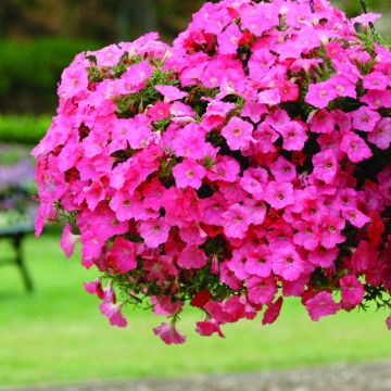 Tarhapetunia Coral Reef (siemenet)