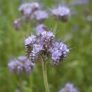 Aitohunajakukka luomu - Ferme de Sainte Marthe - Phacelia Tanacetifolia