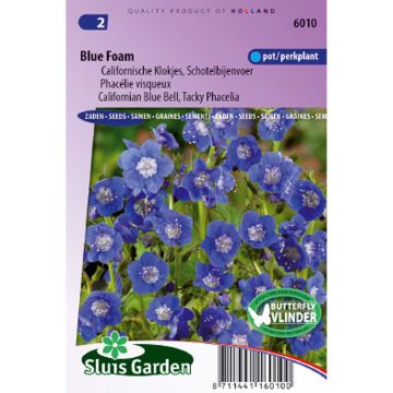 Phacelia viscida compacta viscida compacta Blue Foam (siemenet)