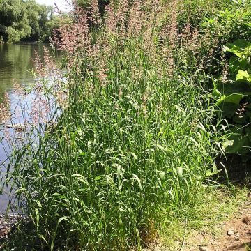 Ruokohelpi - Phalaris arundinaceae