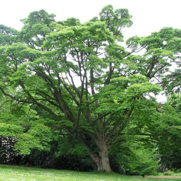 Amurinkorkkipuu - Phellodendron amurense