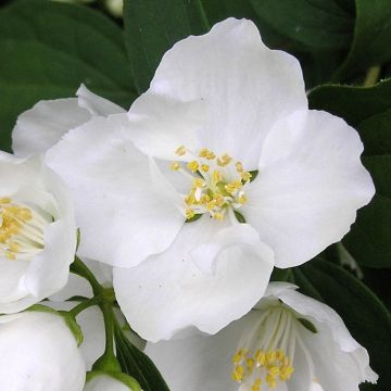 Jasmikkee Bouquet Blanc